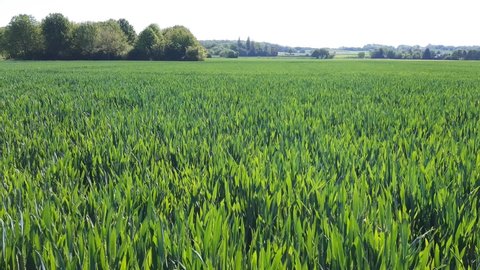 A field of young green wheat, gently moving in the breeze. South Limburg, the Netherlands.