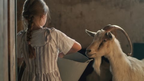 Little girl with braid giving slice of melon to white goat in daytime in shed on farm