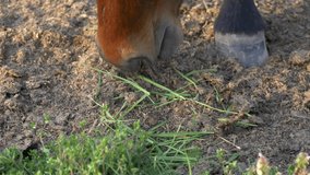 Extreme close up horse muzzle that eats grass. Slow motion 4K