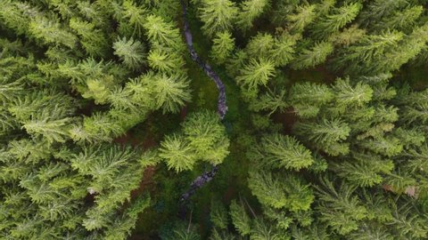top aerial view of a meandering creek in a green coniferous forest