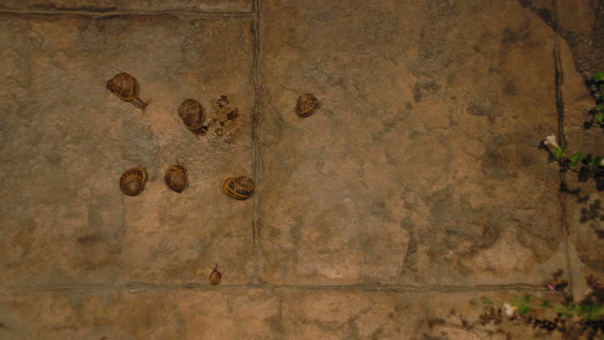 timelapse shot of a bunch of snails moving around, and eating a dead snail