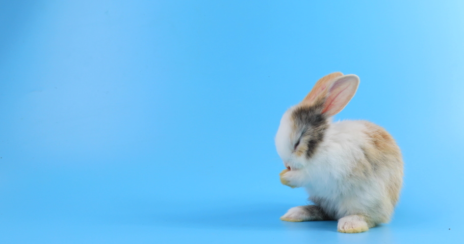 bunny easter rabbit stand up on two legs, sniffing, looking around, on blue screen. Lovely bunny easter rabbit. Natural rabbit movement. Animal nature concept. Happy easter day. Royalty-Free Stock Footage #1081075688