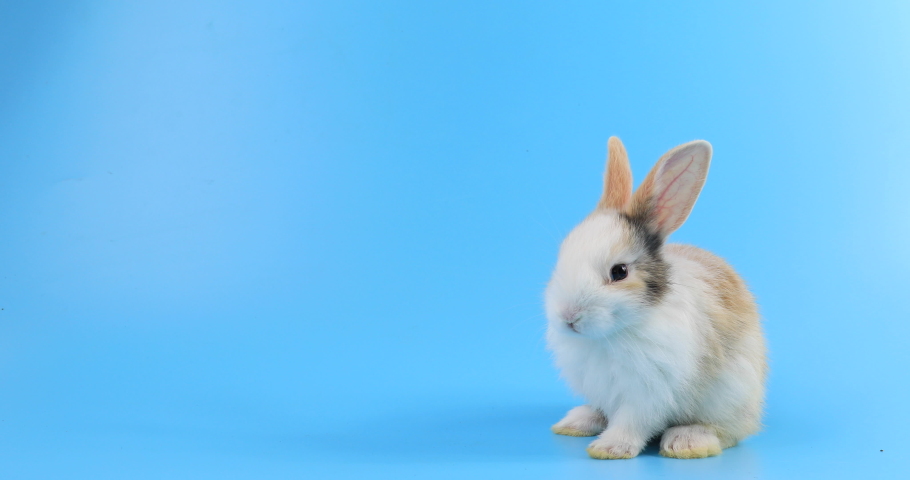 bunny easter rabbit stand up on two legs, sniffing, looking around, on blue screen. Lovely bunny easter rabbit. Natural rabbit movement. Animal nature concept. Royalty-Free Stock Footage #1081075688