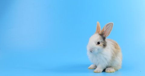 bunny easter rabbit stand up on two legs, sniffing, looking around, on blue screen. Lovely bunny easter rabbit. Natural rabbit movement. Animal nature concept.