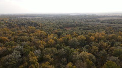 Drone flight in the autumn floodplain forest. Delta of the Dniester (Ukraine).