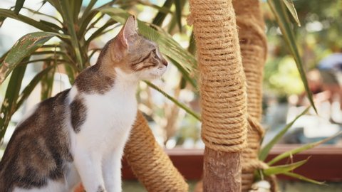 Playful fluffy cat scratching and sharpening claws on cord that tied around palm tree. Domestic animal outdoors. Warm sunny weather.