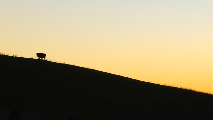 A cow stands on a hillside in silhouette at sunrise in the Napa Valley wine