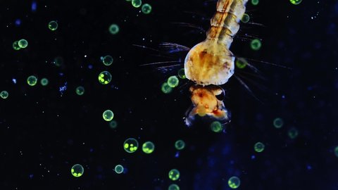 Mosquito larva feeding on algae Volvox