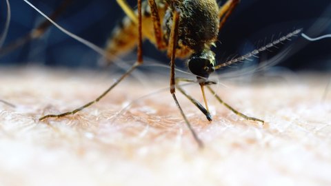 Mosquito biting human and sucking blood macro closeup