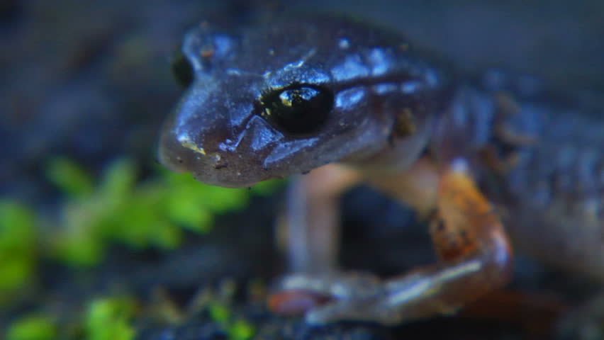 extreme close up shot of a Painted Ensatina Salamander (Plethodontidae Ensatina