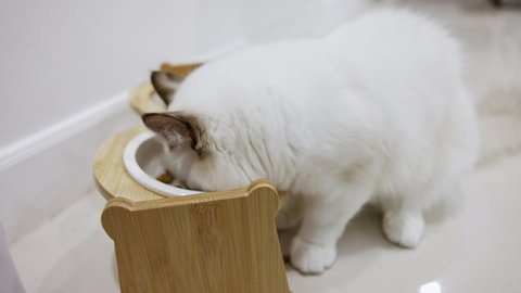 Hungry white color ragdoll cat enjoy eating food with white bowl at home.