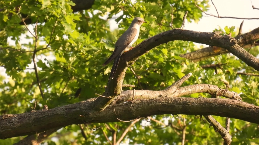 common cuckoo (cuculus canorus) sits on a tree branch in the forest on a blurred green background. natural sound