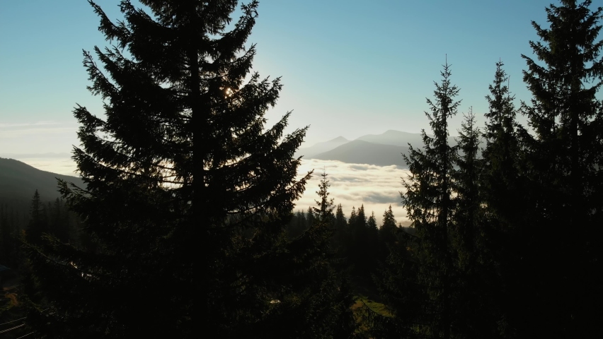 Aerial shot: flying via Pines towards Morning Clouds in Mountains.