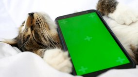 A happy cat with a smartphone is sleeping on a white blanket. The phone has a green screen - chromakey.Slow motion video.