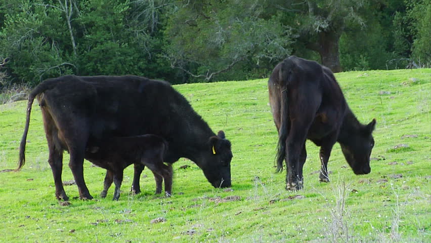 A black cow with it's nursing baby 