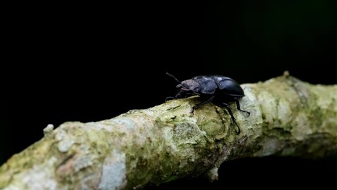 Lovely black background, seening its antennae, branching with the wind, Stag Beetle, Hexarthrius nigritus Sundayrainy, Khao Yai National Park, Thailand.