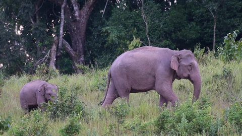 An adulting to the right side and a young one seems to follow, Indian Elephant, Elephas maximus indicus, Thailand.