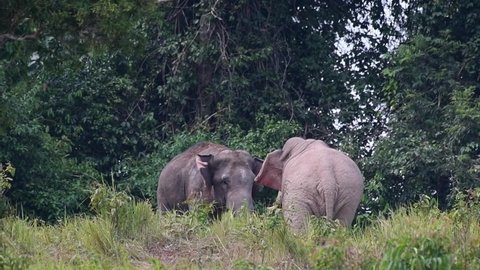 Seen facing each other testing their limits, raising trunks and tusks to clash head on, Indian Elephant, Elephas maximus indicus, Thailand.