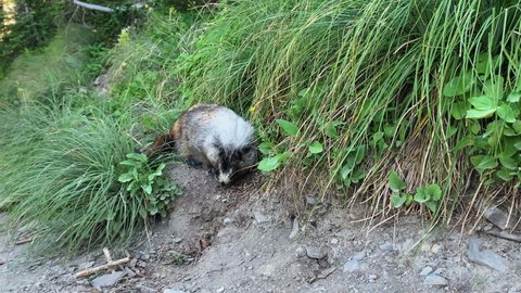 Camera captures the antique of Marmot, an alpine mammal, looking for food or hiding in the bushes in the Logan Pass Highline Trail.