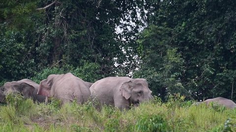 An individual going to the left then the other follows revealing a mother and a child in the middle of the grass, Indian Elephant, Elephas maximus indicus, Thailand.