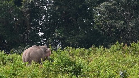 One seening through tall plants and grass during a warm afternoon, Indian Elephant, Elephas maximus indicus, Thailand.