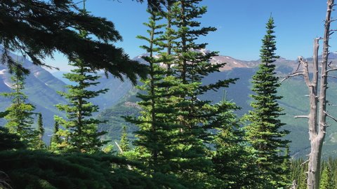 Camera pans over the trees growing in the hilly forest of the Logan Pass; forest overlooking the valley in the Highline Trail. 