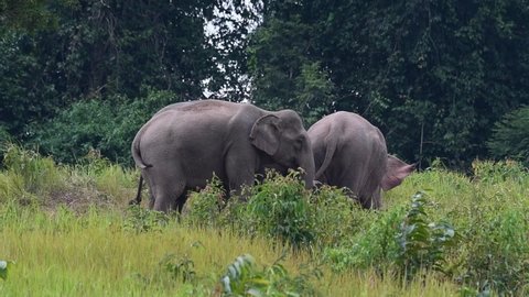 One facing to the right, the other tail swinging, tall grass, Indian Elephant, Elephas maximus indicus, Thailand.