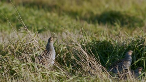 Perfect closeup of gray partridge bird walking on road and grass meadow feeding and hiding