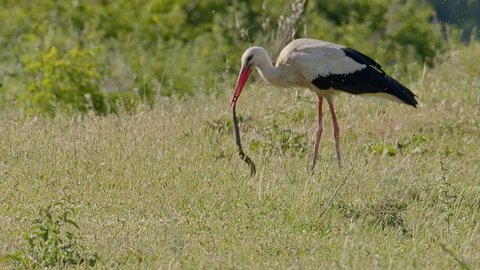 A White Stork, Ciconia ciconia, stabbing at a dice snake with its sharp beak to kill it struggles to swallow it whole at the Lake Kerkini wetland area in Northern Greece. Part of sequence.
