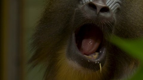 Close-up of a feeding Mandrill alpha male.