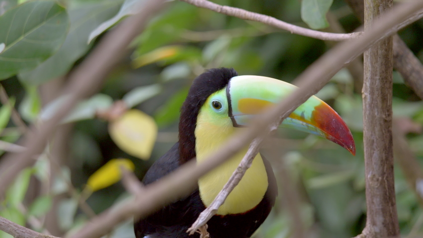 Prores Portrait of beautiful Keel-Billed Toucan Parrot perched on branch of tree in Rainforest during daytime - close up slow motion