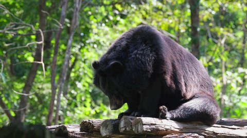 Deeply sleeping during the morning while its back is taking the morning sun, Asiatic Black Bear, Ursus thibetanus, Huai Kha Kaeng Wildlife Sanctuary, Thailand.