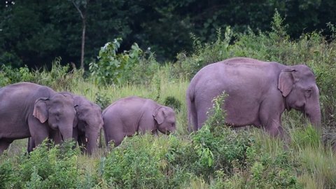 A herd going to the right with a young in the middle just before dark, Indian Elephant, Elephas maximus indicus, Thailand.