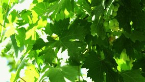 Unripe green grapes sway in light breeze on bush and vine on bright sunny day. B Roll. Slow motion. Close-up.4k Video.
