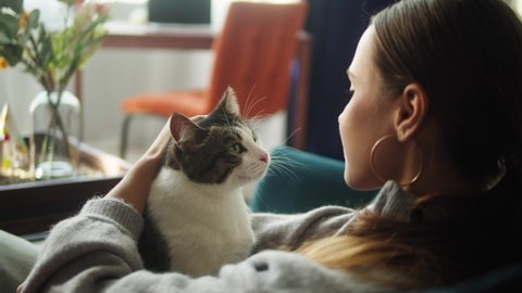 Woman petting cat lying on sofa in living room. Female owner stroking grey kitten close-up. Furry pedigreed pet relaxing and purring. Little best friends. Happy domestic animal at home.