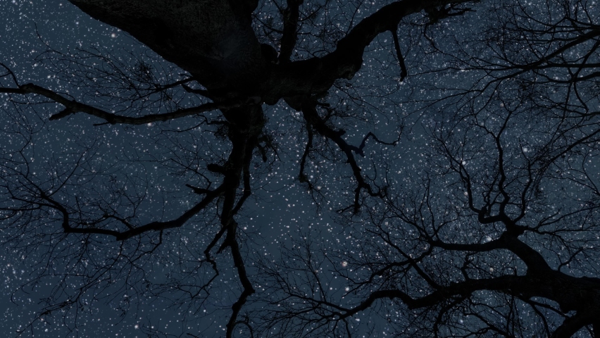 night sky and stars in the forest