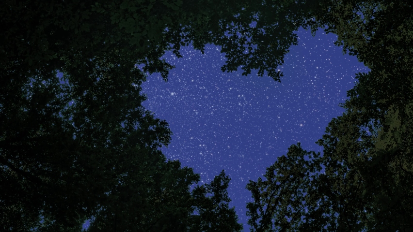 night sky and stars in the forest