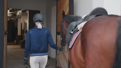 Back view of the young woman preparing her chestnut horse for a ride while walking with him inside a stable on a farm