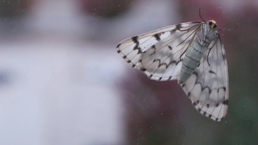Micro of white moth resting on a window with blur traffic flow