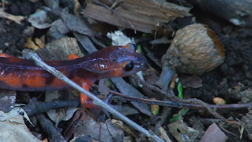 Salamander on the move in southern California. Mount Palomar.  Shot on a