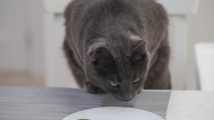 Adult gray cat is looking for food on table in the kitchen, cat sitting on a chair sniffing the smells of food. High quality 4k footage