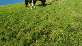 Wild horses eating green grass by the blue ocean