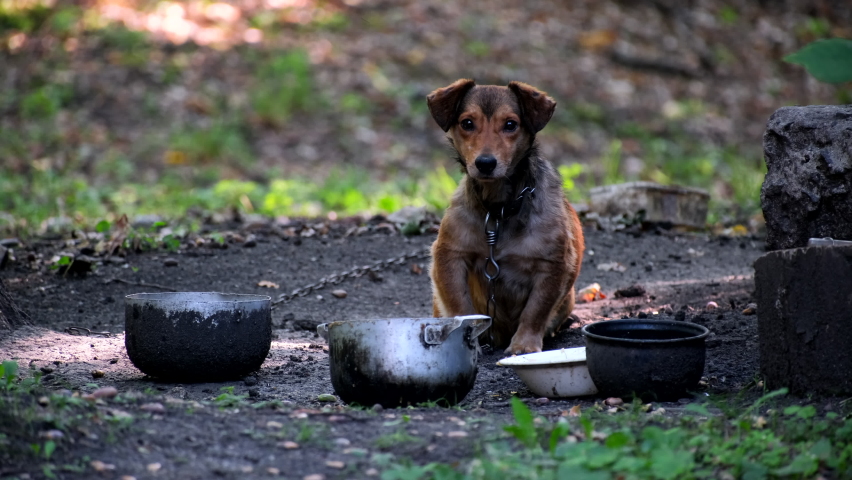 Brown mongrel dog chained to a chain in living conditions near her booth and food bowls looking in camera. Yard old dog on a chain. Natural rural scene. Dog sits at his kennel on a metal chain outdoor
