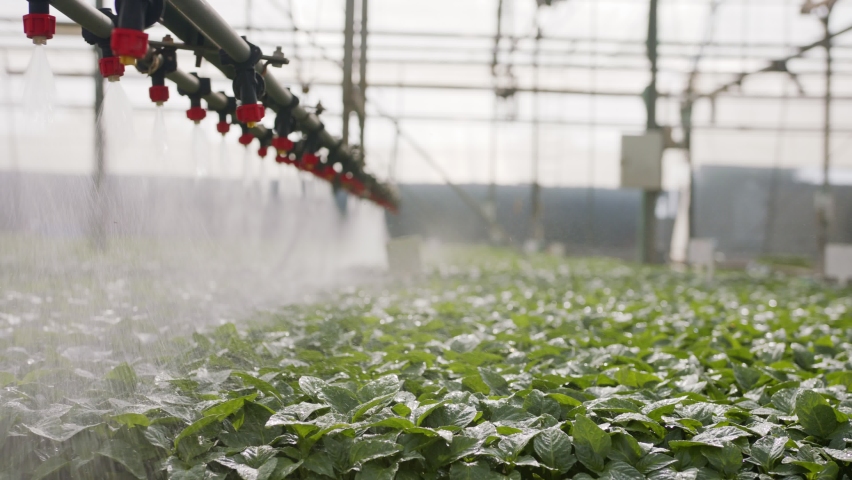 Slow motion of automatic irrigation of young plants in a large industrial nursury Royalty-Free Stock Footage #1081108481