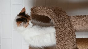 cute beautiful domestic cat kitten close-up looking at the camera at home video in vertical format. High quality 4k footage