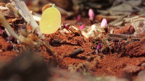 Selective focus on the entrance to an anthill with ants of all sizes bearing assorted pink flower petals. Teamwork metaphor.