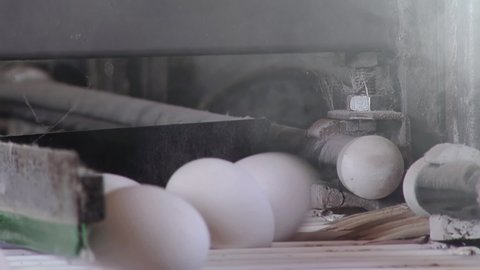 Chicken Eggs moving Along a Conveyor in a Poultry Farm. Close Up.