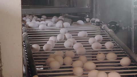Chicken Eggs Poultry Farm, Chicken Eggs on a Conveyor Belt. Close Up.