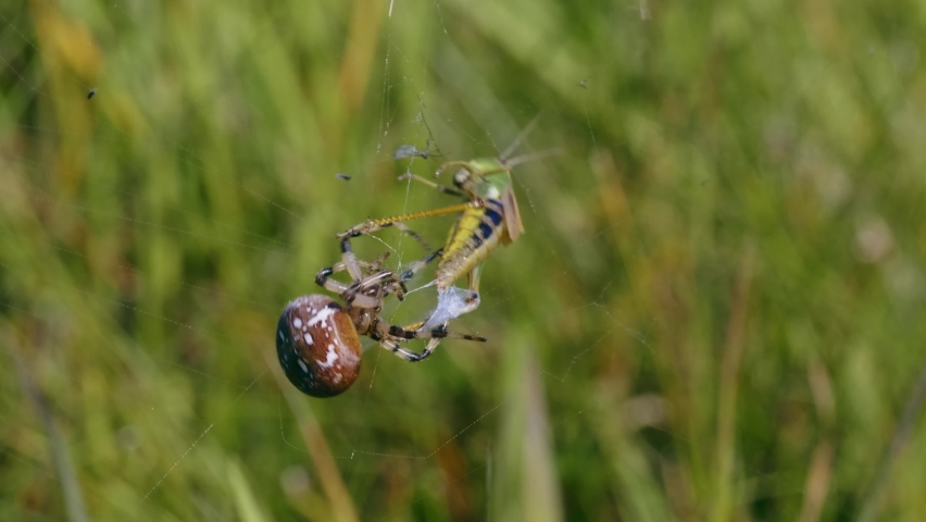 four spotted orb-weaver spider araneus quadratus: стоковое видео (без лицен...