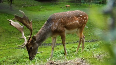 Dappled deer. A sika deer with antlers eats grass. Cervus nippon